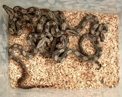 Boa imperator var. Sonora a Leopard - Žeroucí vymazlená červencová mláďata