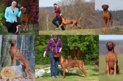 Rhodéský ridgeback - štěňátka s PP
