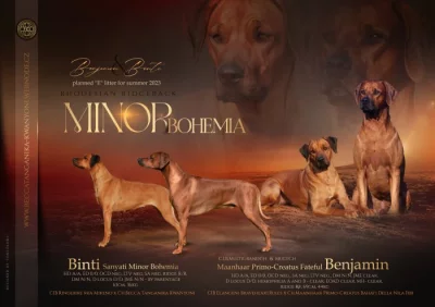 Rhodéský ridgeback - štěňátka s PP