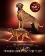 Rhodéský ridgeback - štěňátka s PP