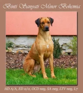 Rhodéský ridgeback - štěňátka s PP