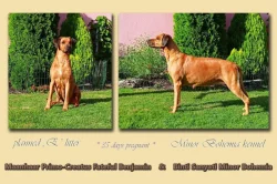 Rhodéský ridgeback - štěňátka s PP