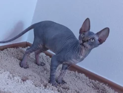Kanadský sphynx s PP