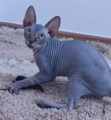 Kanadský sphynx s PP