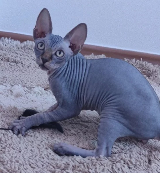 Kanadský sphynx s PP