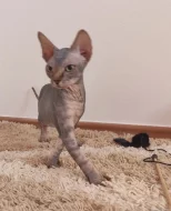 Kanadský sphynx s PP