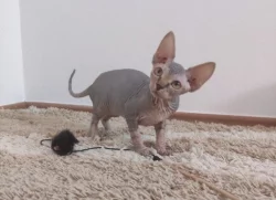 Kanadský sphynx s PP