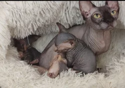 Kanadský sphynx s PP