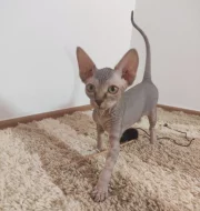 Kanadský sphynx s PP