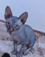 Kanadský sphynx s PP