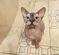 Kanadský sphynx s PP