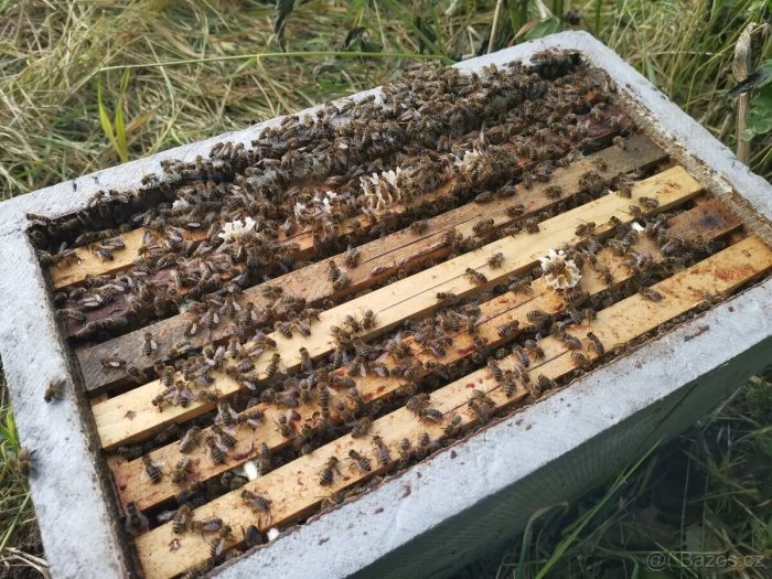 Včelí oddělky 2023