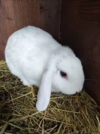 Vymazlená miminka beránků