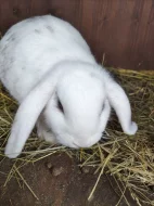 Vymazlená miminka beránků