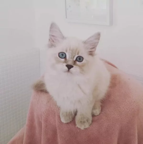 Koťátka vzácné Neva Masquerade s PP - Blue silver tabby