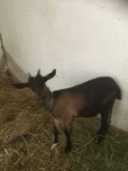 kamerunské kozy (pár) LEVNĚ