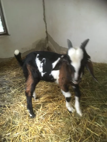 kamerunské kozy (pár) LEVNĚ