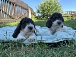 Malý hrubosrstý vendéeský basset