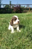 Malý hrubosrstý vendéeský basset
