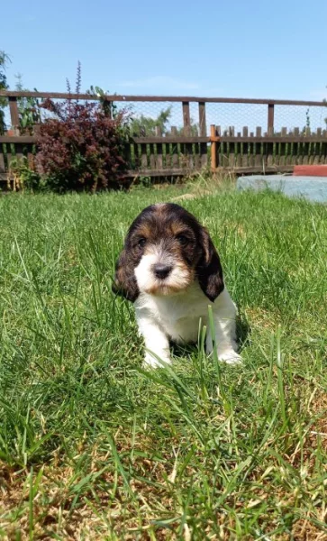 Malý hrubosrstý vendéeský basset