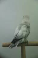Agapornis fischeri