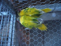 Agapornis fischeri