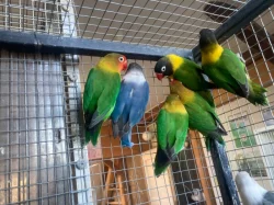 Agapornis fischeri