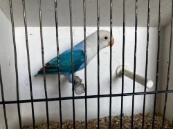 Agapornis fischeri