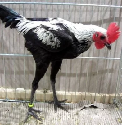 Novoanglická bojovnice zdrobnělá