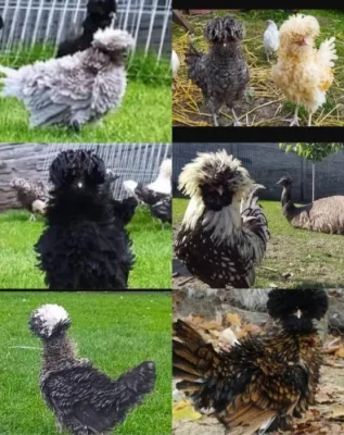 Paduánka