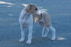 Whippet s PP
