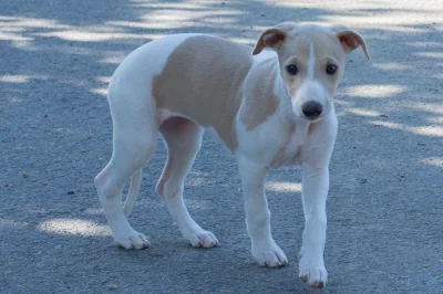 Whippet s PP