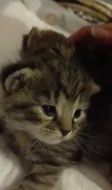 Daruji koťátka,  maminka Britská modrá