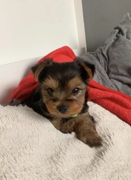 Jorkšírský teriér