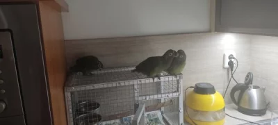Amazonek šupinkový -ručně dokrmená mláďata