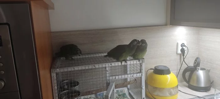 Amazonek šupinkový -ručně dokrmená mláďata