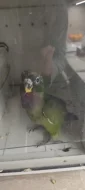Amazonek šupinkový -ručně dokrmená mláďata