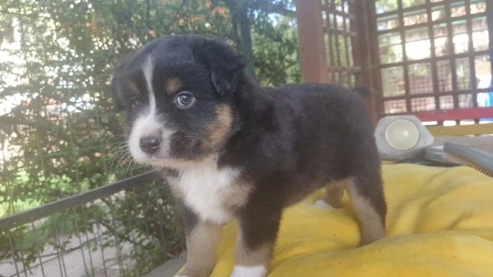 Mini americký ovčák (miniaussie)