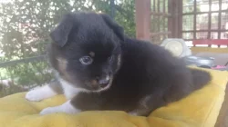 Mini americký ovčák (miniaussie)