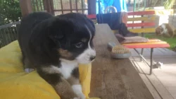 Mini americký ovčák (miniaussie)