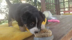 Mini americký ovčák (miniaussie)