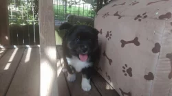 Mini americký ovčák (miniaussie)