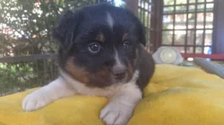 Mini americký ovčák (miniaussie)