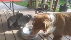 Mini americký ovčák (miniaussie)