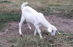 Anglonubijské kozičky