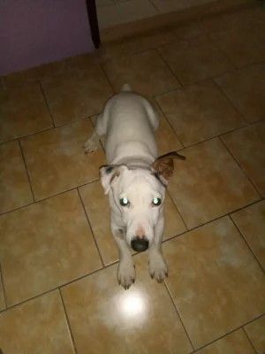 Krásný bílý Jack Russell teriér hledá fenku ke krytí