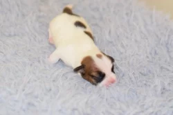 Jack Russell teriér