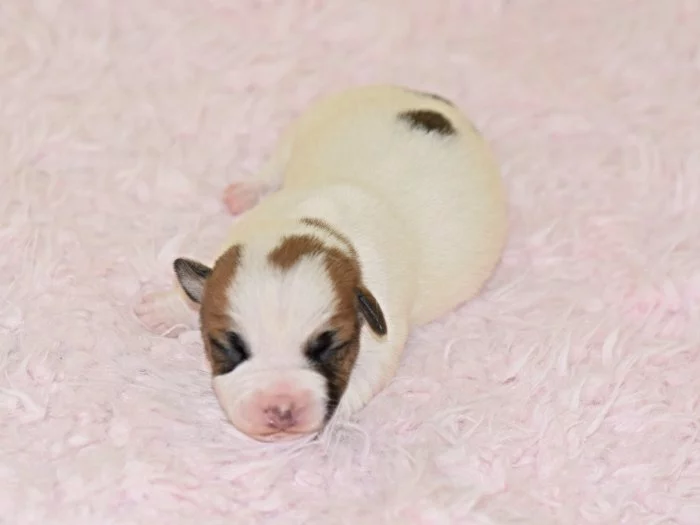 Jack Russell teriér