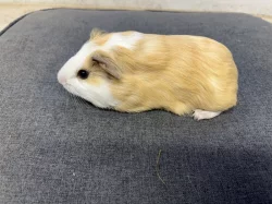 Morče, morčata hladká prodej