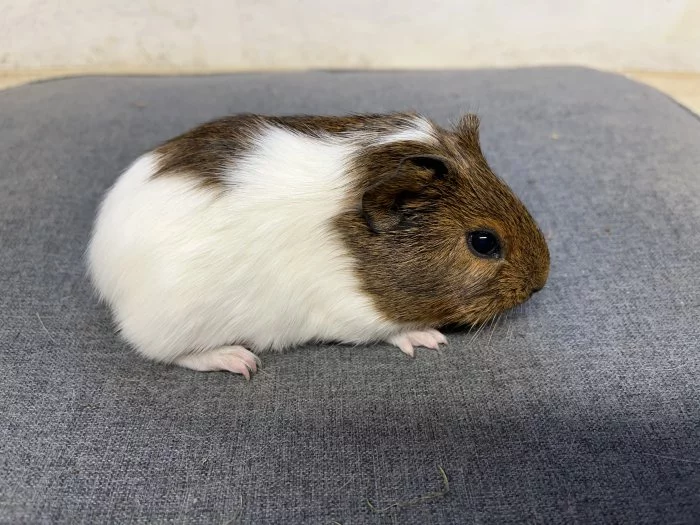 Morče, morčata hladká prodej